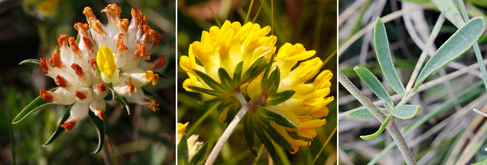 Fiche florale de la Vulnraire