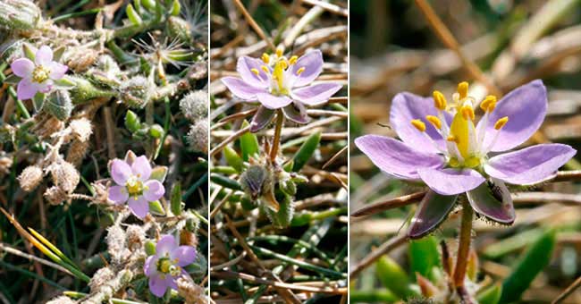 Fiche florale de la Franknie