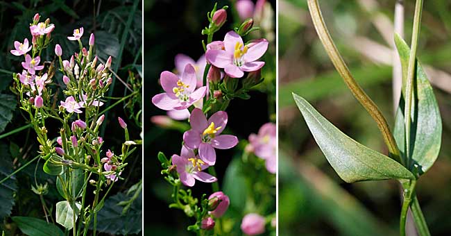 Fiche florale de la petite Centaure