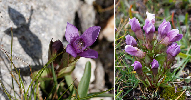 Fiche florale de la Gentiane champtre