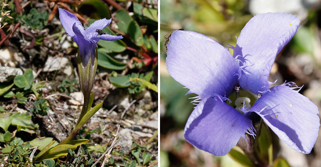 Fiche florale de la Gentiane cilie