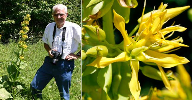 Fiche florale de la grande Gentiane