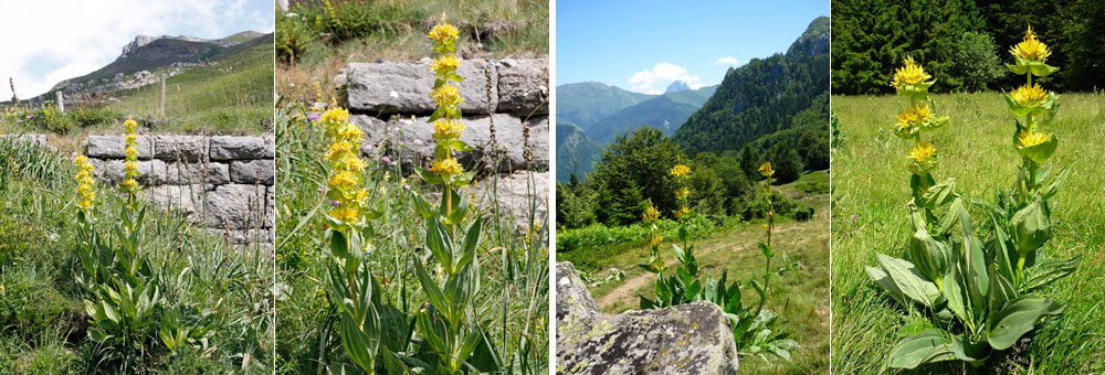 Fiche florale de la grande Gentiane