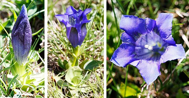 Fiche florale de la Gentiane de Koch