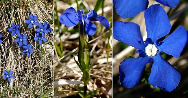 Fiche florale de la Gentiane printanire