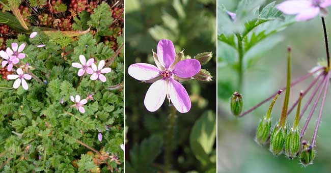 Fiche florale du Bec de grue 