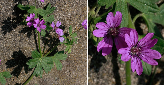 Fiche florale du Granium des Pyrnes 