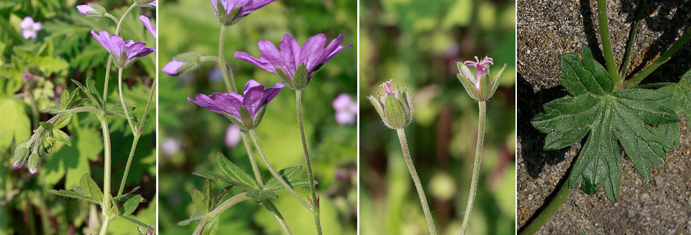 Fiche florale du Granium des Pyrnes 