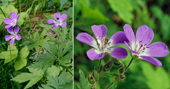 Fiche florale du Granium des bois 