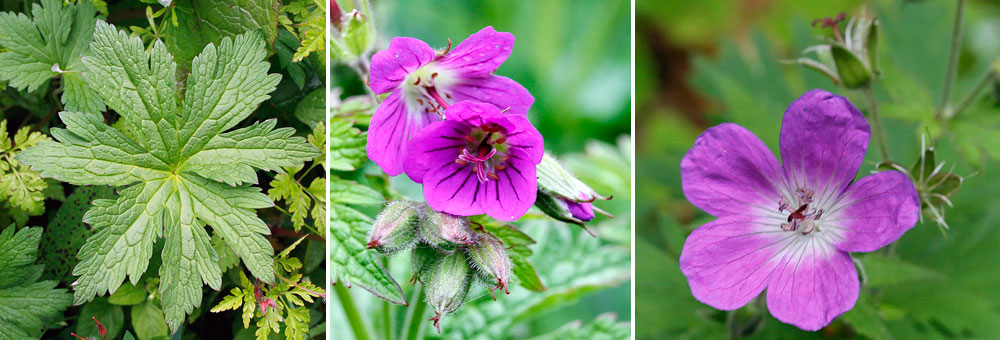 Fiche florale du Granium des bois 