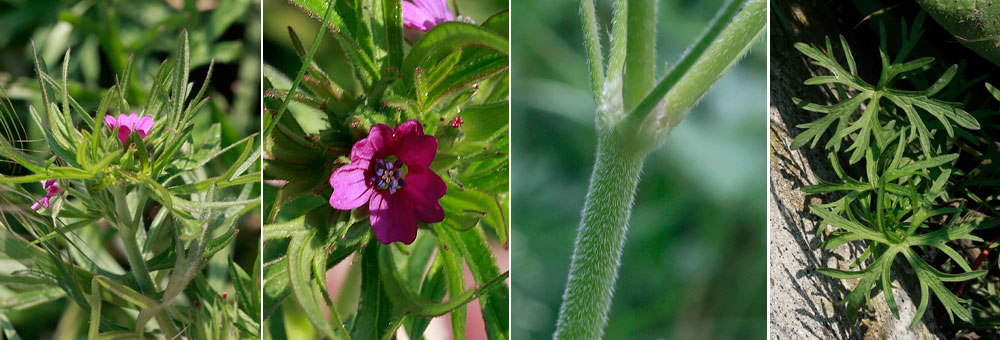 Fiche florale du Geranium dcoup 