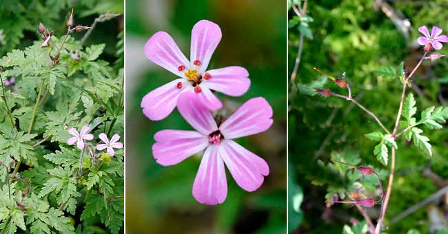 Fiche florale du Granium Herbe  Robert 