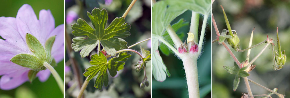 Fiche florale du Granium mou 