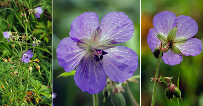 Fiche florale du Granium des prs 