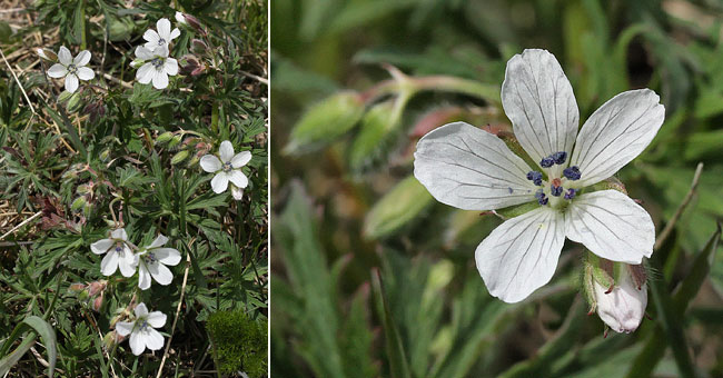 Fiche florale du Granium des ruisseaux 