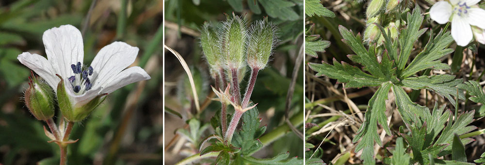 Fiche florale du Granium des ruisseaux 