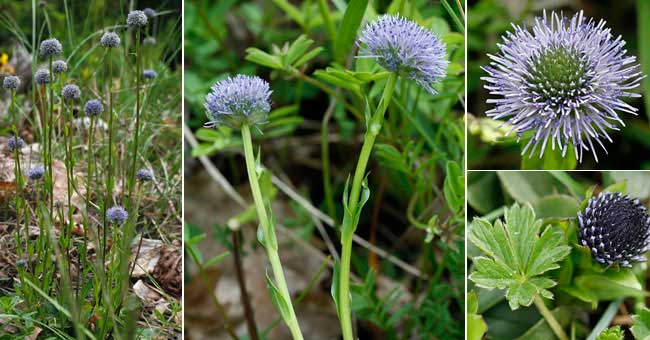 Fiche florale de la Globulaire 