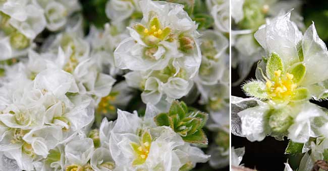 Fiche florale de la Paronyque de Kapel