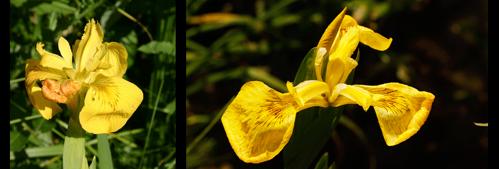 Fiche florale de l'Iris des marais