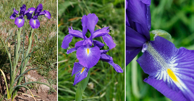 Fiche florale du l'Iris ds Pyrnes
