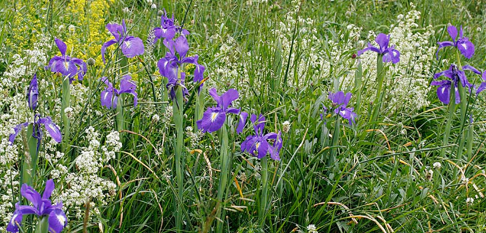 Iris des Pyrnes - photo 2