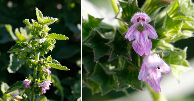 Fiche florale de la Ballotte noire