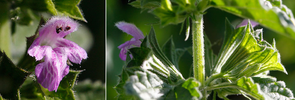 Fiche florale de la Ballotte noire