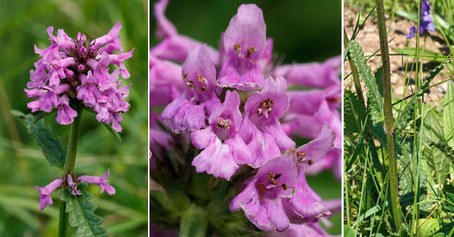 Fiche florale de la Btoine officinale