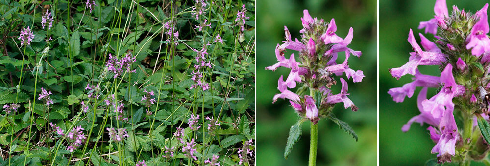 Fiche florale de la Btoine officinale