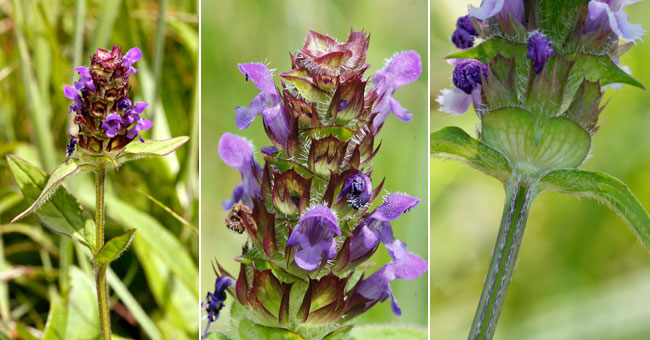 Fiche florale de la Brunelle commune