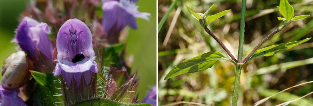 Fiche florale de la Brunelle commune