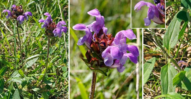 Fiche florale de la Brunelle  grandes fleurs