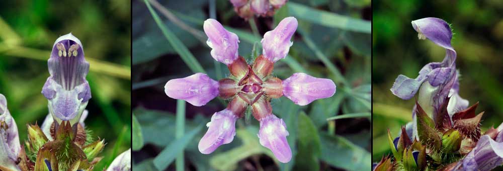 Fiche florale de la Brunelle  grandes fleurs