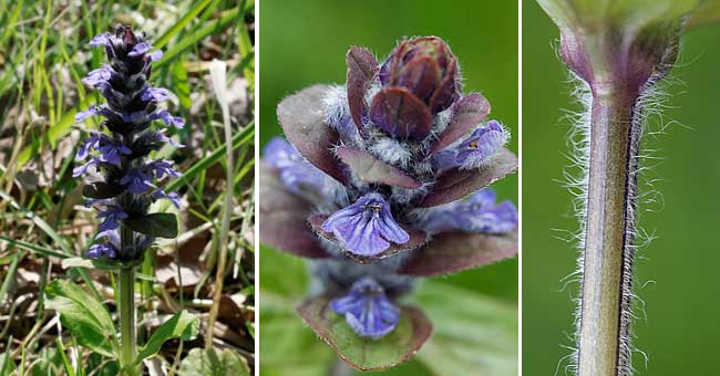 Fiche florale de la Bugle rampante