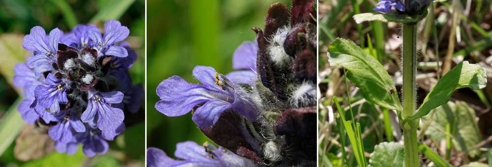 Fiche florale de la Bugle rampante