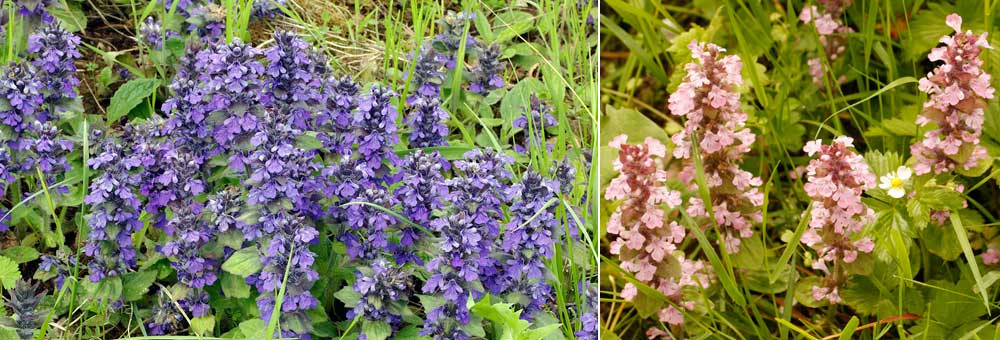 Fiche florale de la Bugle rampante