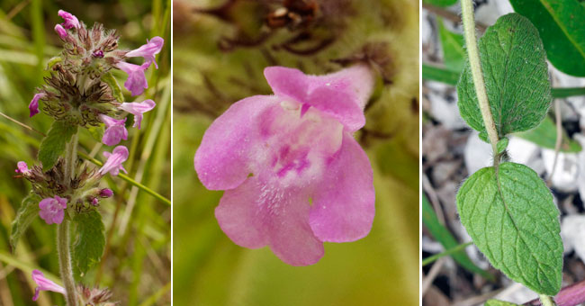 Fiche florale du Clinopode commun 