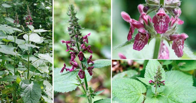 Fiche florale del'Epiaire des bois