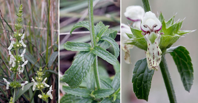 Fiche florale de l'Epiaire droite