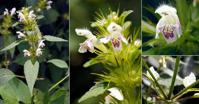 Fiche florale du Galeopsis tetrahit