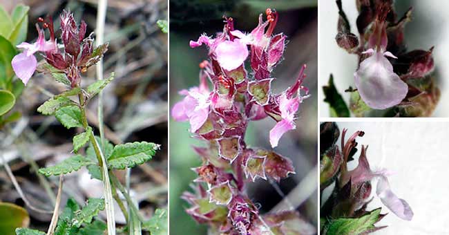 Fiche florale de la Germandre petit chne