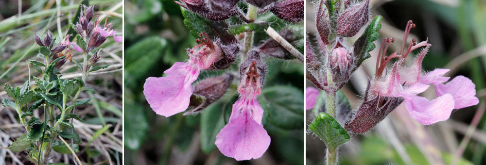 Fiche florale de la Germandre petit chne