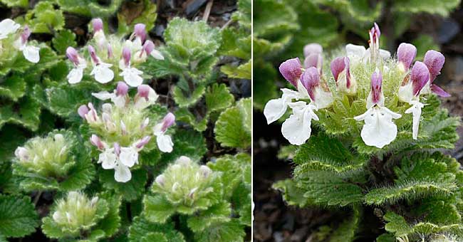 Fiche florale de la Germandre des Pyrnes