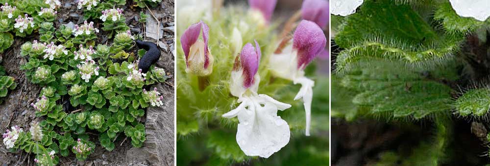 Fiche florale de la Germandre des Pyrnes