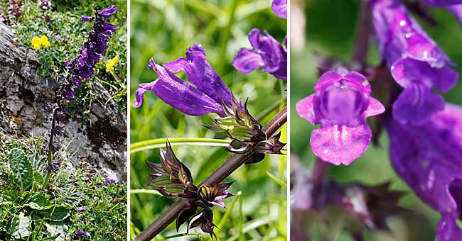 Fiche florale de l'Horminelle des Pyrnes