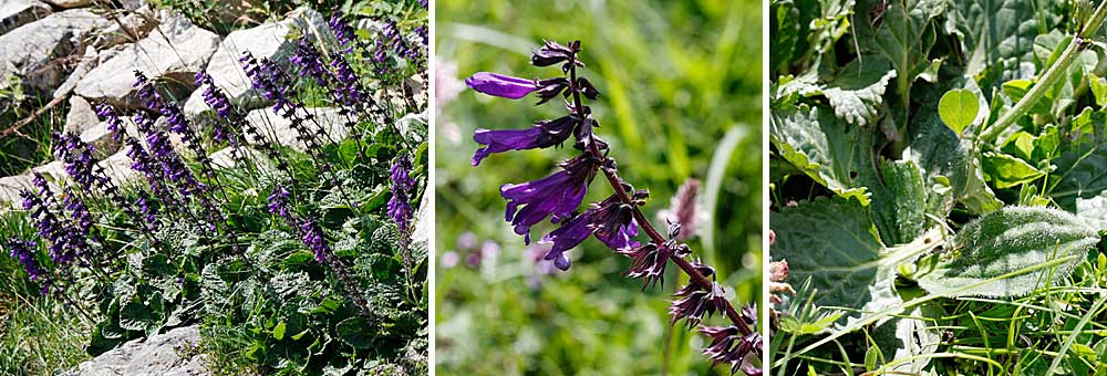 Fiche florale de l'Horminelle des Pyrnes