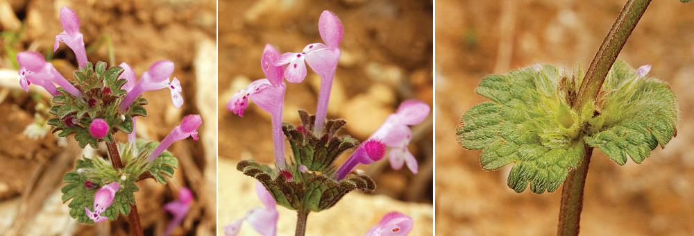 Fiche florale du Lamier amplexicaule