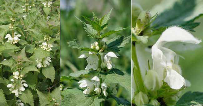 Fiche florale du Lamier blanc 