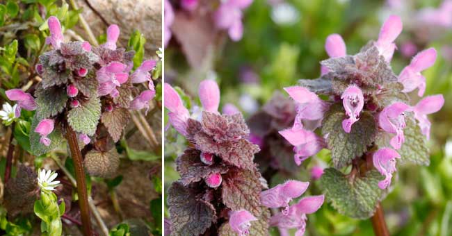 Fiche florale du Lamier pourpre 