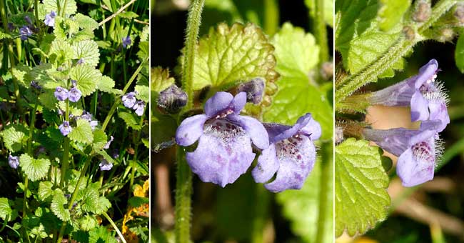 Fiche florale du Lierre terrestre